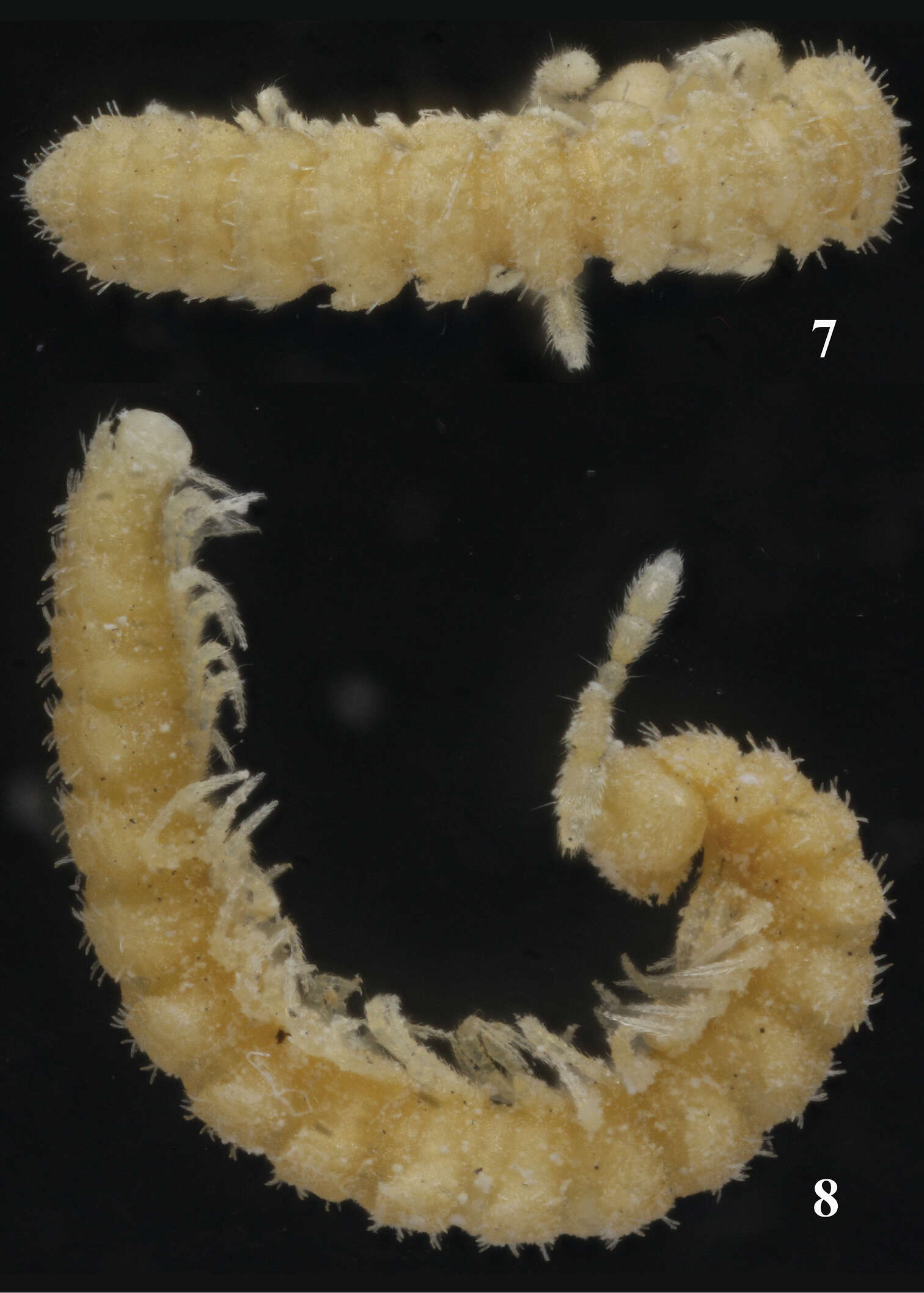 Image of Sphaeroparia simplex Golovatch 2013
