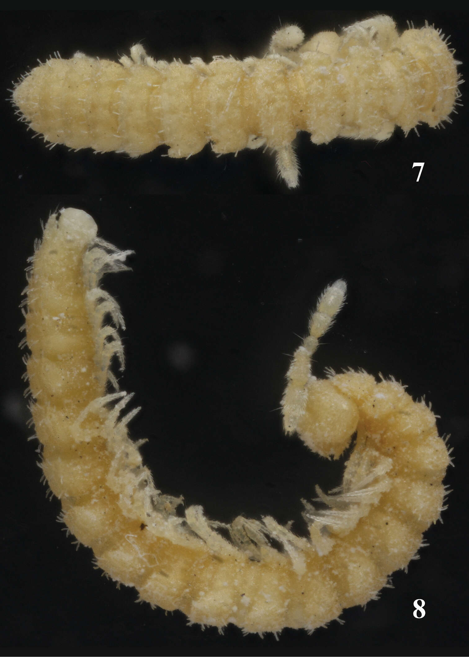 Sphaeroparia simplex Golovatch 2013的圖片