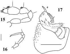 Image of Sphaeroparia simplex Golovatch 2013