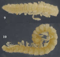 Sphaeroparia simplex Golovatch 2013的圖片