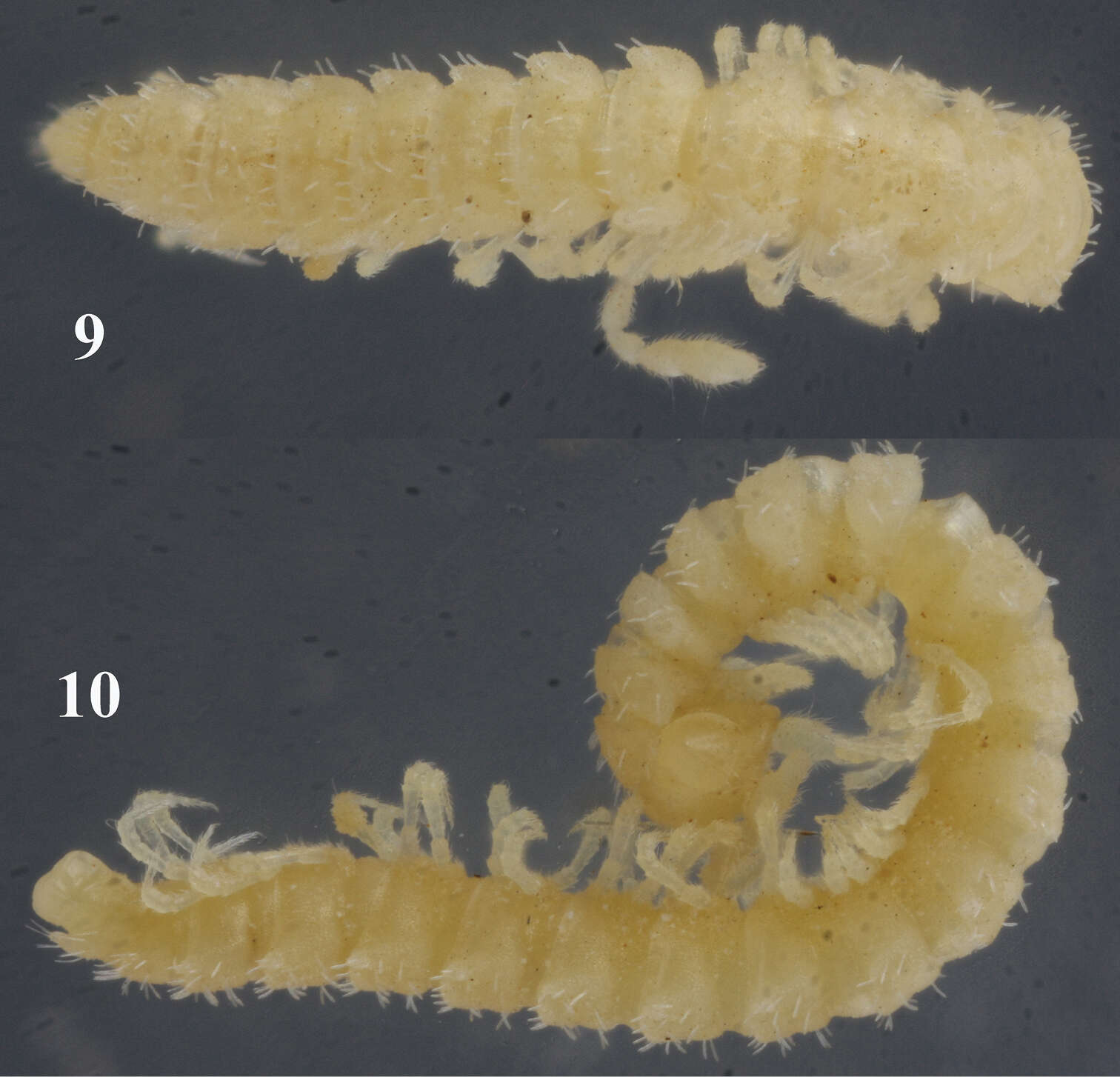 Image of Sphaeroparia simplex Golovatch 2013