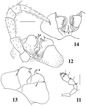 Image of Sphaeroparia simplex Golovatch 2013