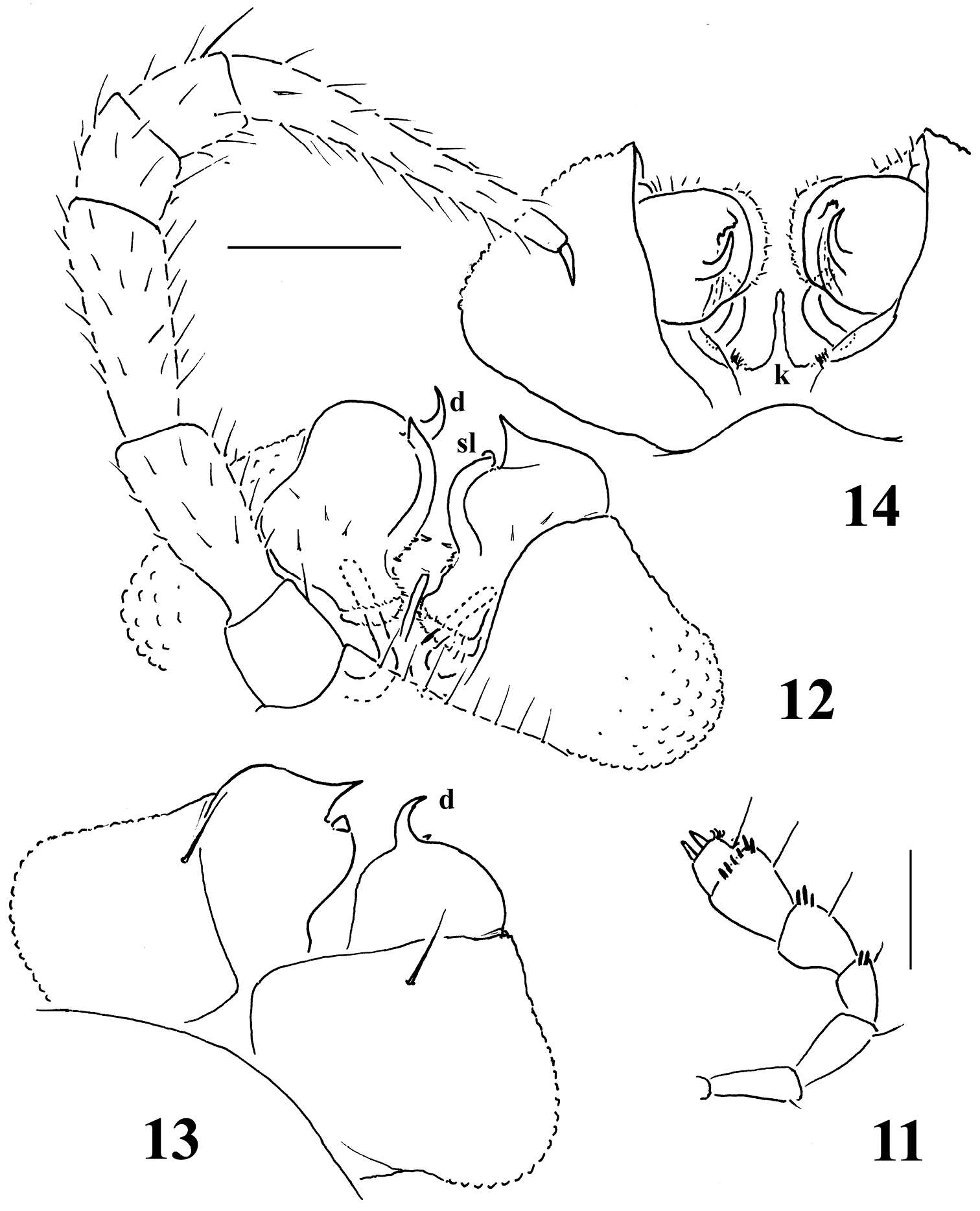 Image of Sphaeroparia simplex Golovatch 2013