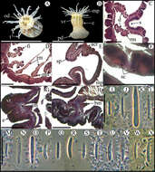 Anthopleura pallida Duchassaing & Michelotti 1864 resmi