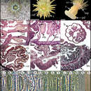 صورة Isoaulactinia stelloides (McMurrich 1889)