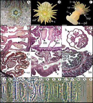 صورة Isoaulactinia Belém, Herrera Moreno & Schlenz 1996