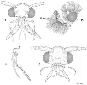 Image of tineid moths