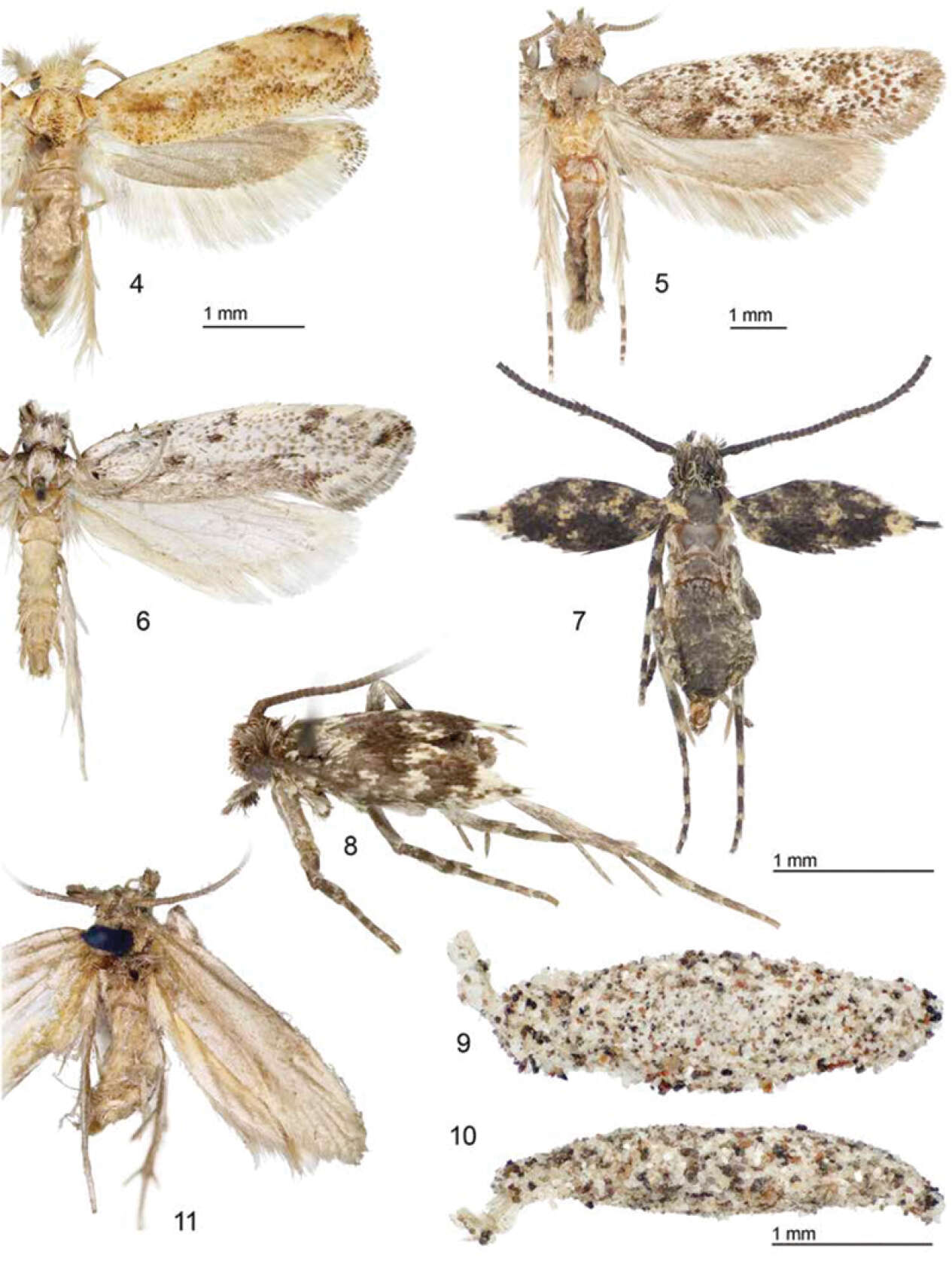 Image of tineid moths