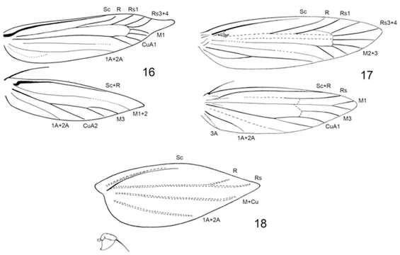 Sivun Erechthias grayi Davis & Mendel 2013 kuva