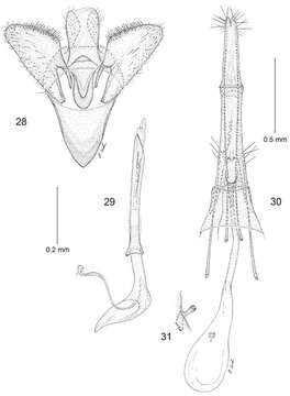 Image of Erechthias grayi Davis & Mendel 2013