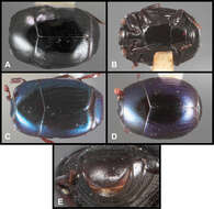 Image of Baconia chilense (Redtenbacher 1867)