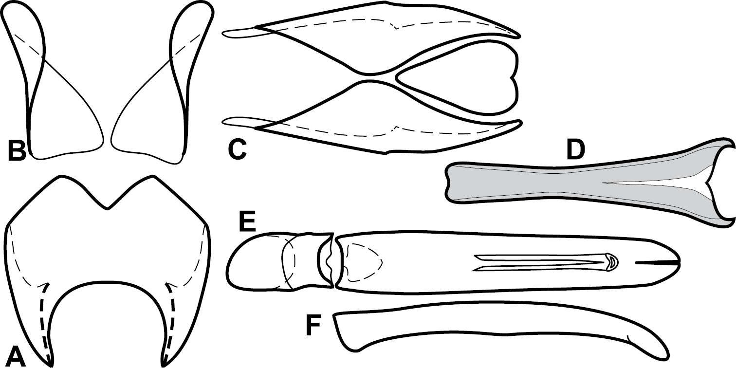 Image of Baconia chilense (Redtenbacher 1867)