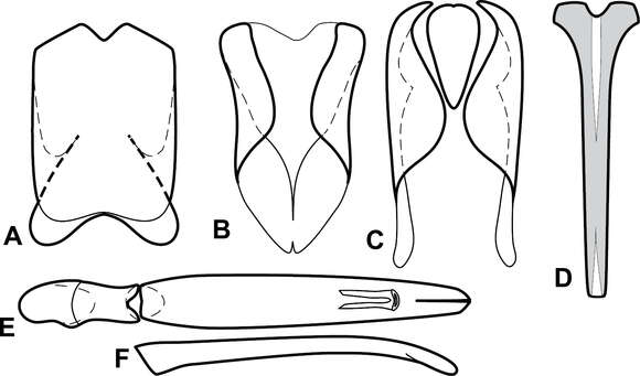 Image of Baconia coerulea (Bickhardt 1917)