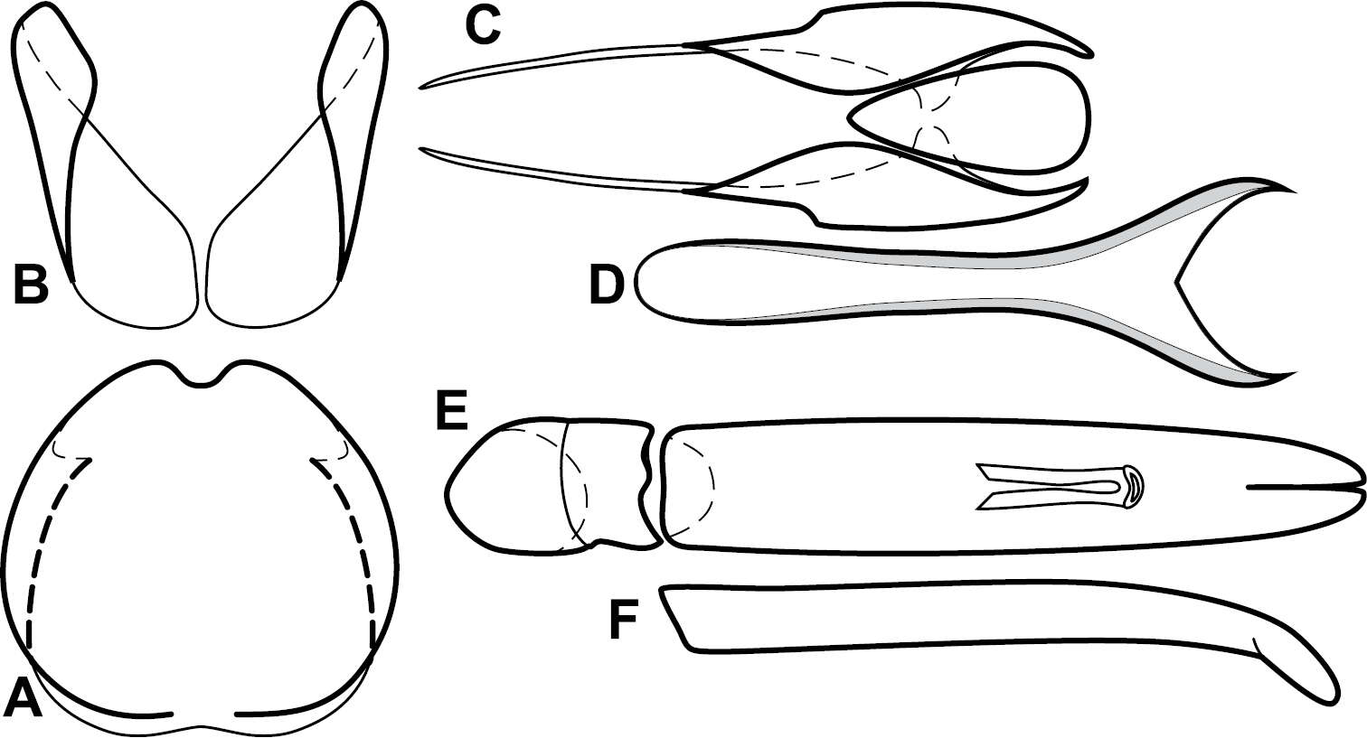 Image of Baconia viridimicans (Schmidt 1893)