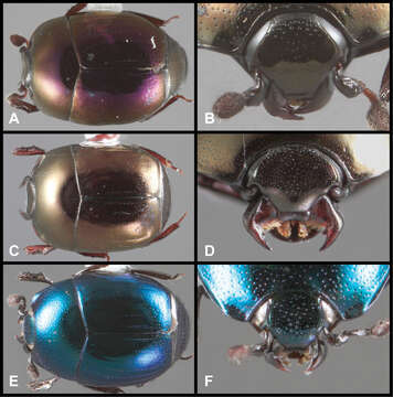 Image of Baconia purpurata Caterino & Tishechkin 2013