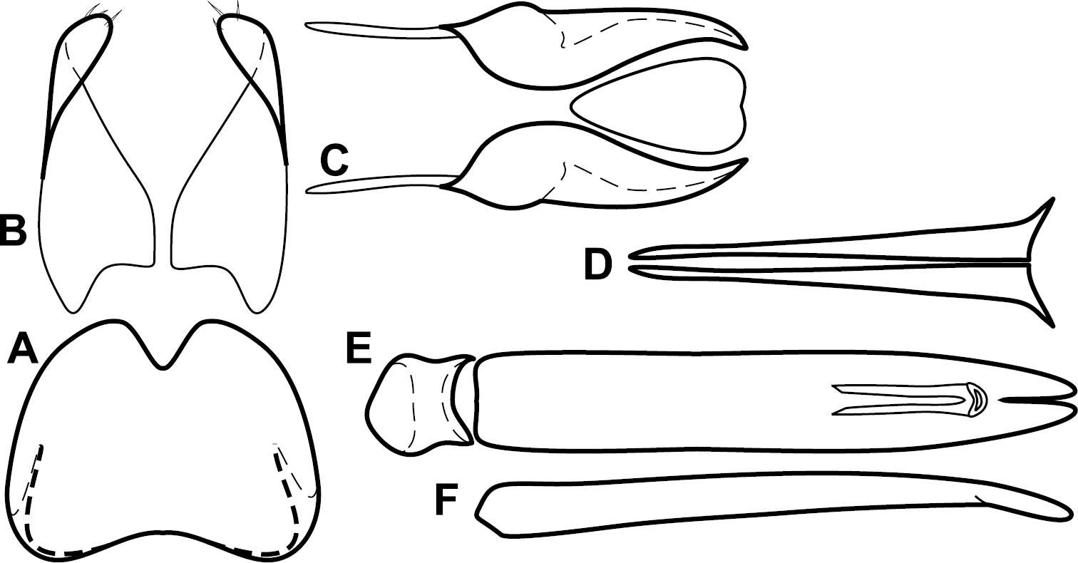 Image of Baconia leivasi Caterino & Tishechkin 2013