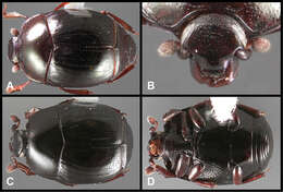 Image of Baconia atricolor Caterino & Tishechkin 2013