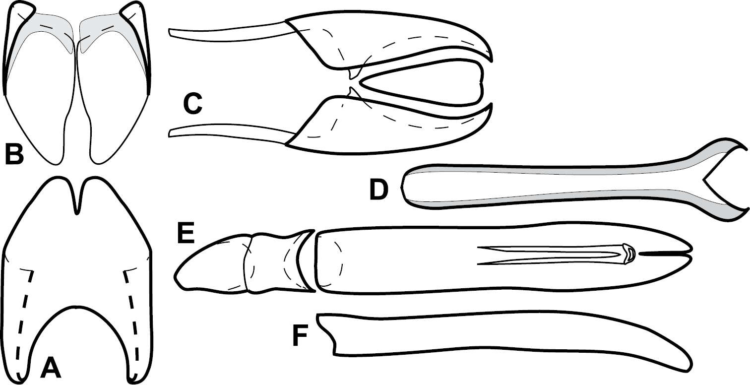 Image of Baconia atricolor Caterino & Tishechkin 2013