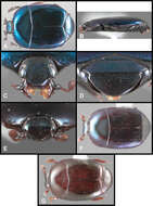 Image of Baconia nebulosa Caterino & Tishechkin 2013