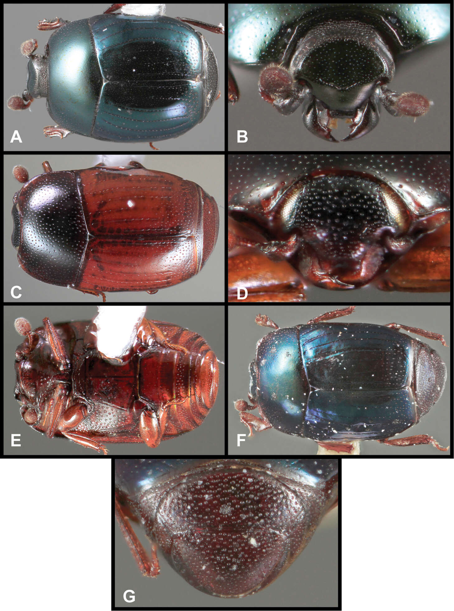 Image of clown beetles