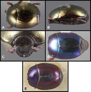 Image of Baconia prasina Caterino & Tishechkin 2013