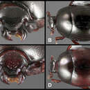 Image of Baconia turgifrons Caterino & Tishechkin 2013