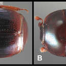 Image of Baconia ruficauda Caterino & Tishechkin 2013