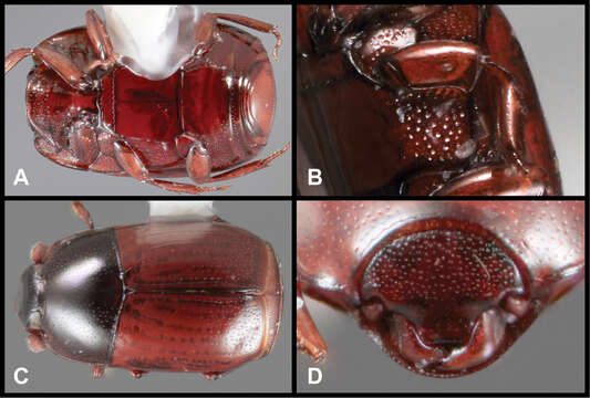 Image of Baconia rubripennis Caterino & Tishechkin 2013