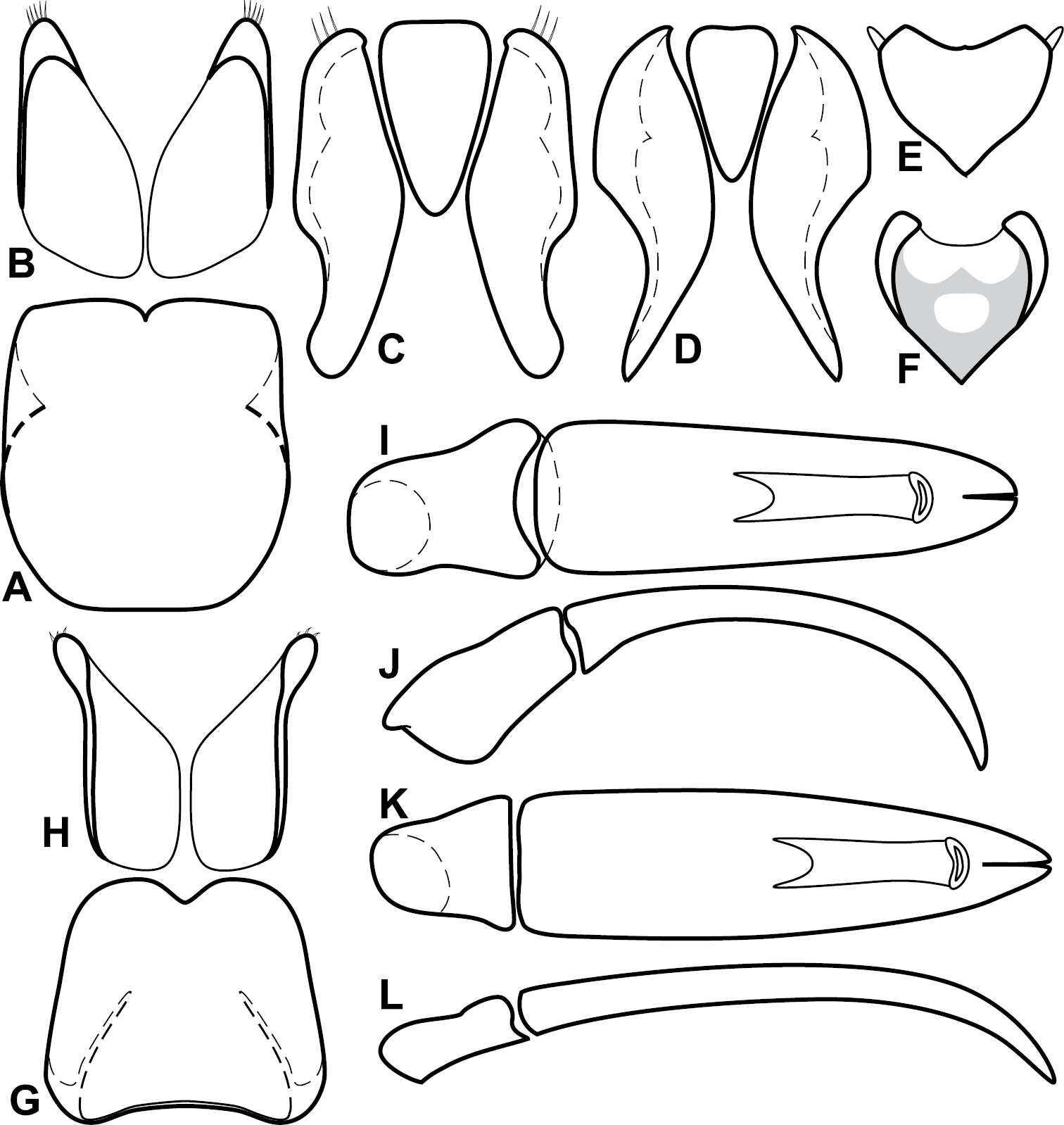 Image of Baconia rubripennis Caterino & Tishechkin 2013