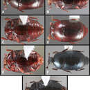 Image of Baconia bigemina Caterino & Tishechkin 2013