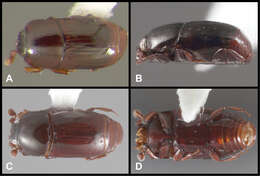 Image of Baconia chatzimanolisi Caterino & Tishechkin 2013