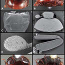 Image of Baconia piluliformis Caterino & Tishechkin 2013