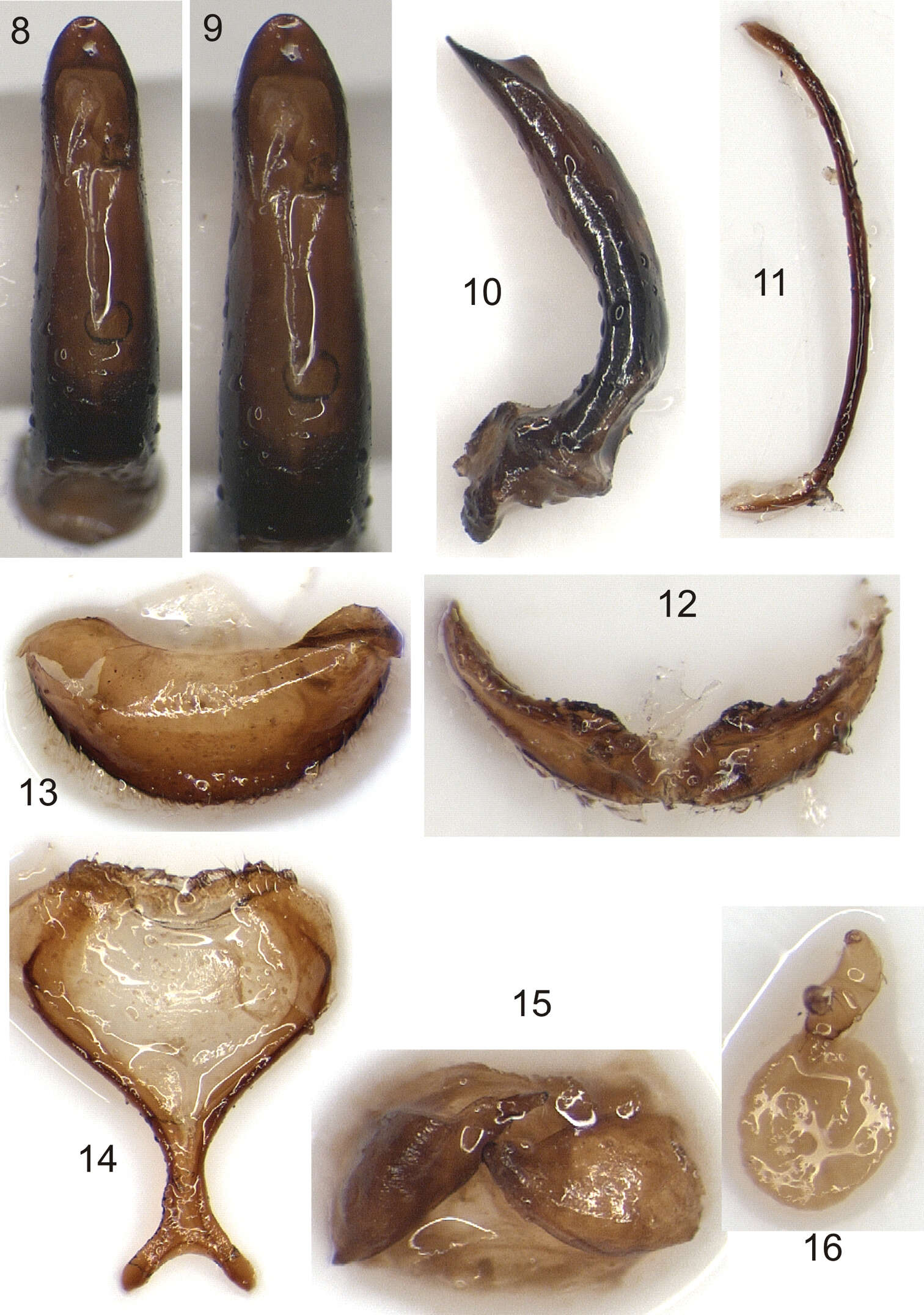 Image of Larinus (Cryphopus) berti Gültekin & Alonso-Zarazaga