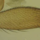 Image of Megaselia elenae Disney 2013