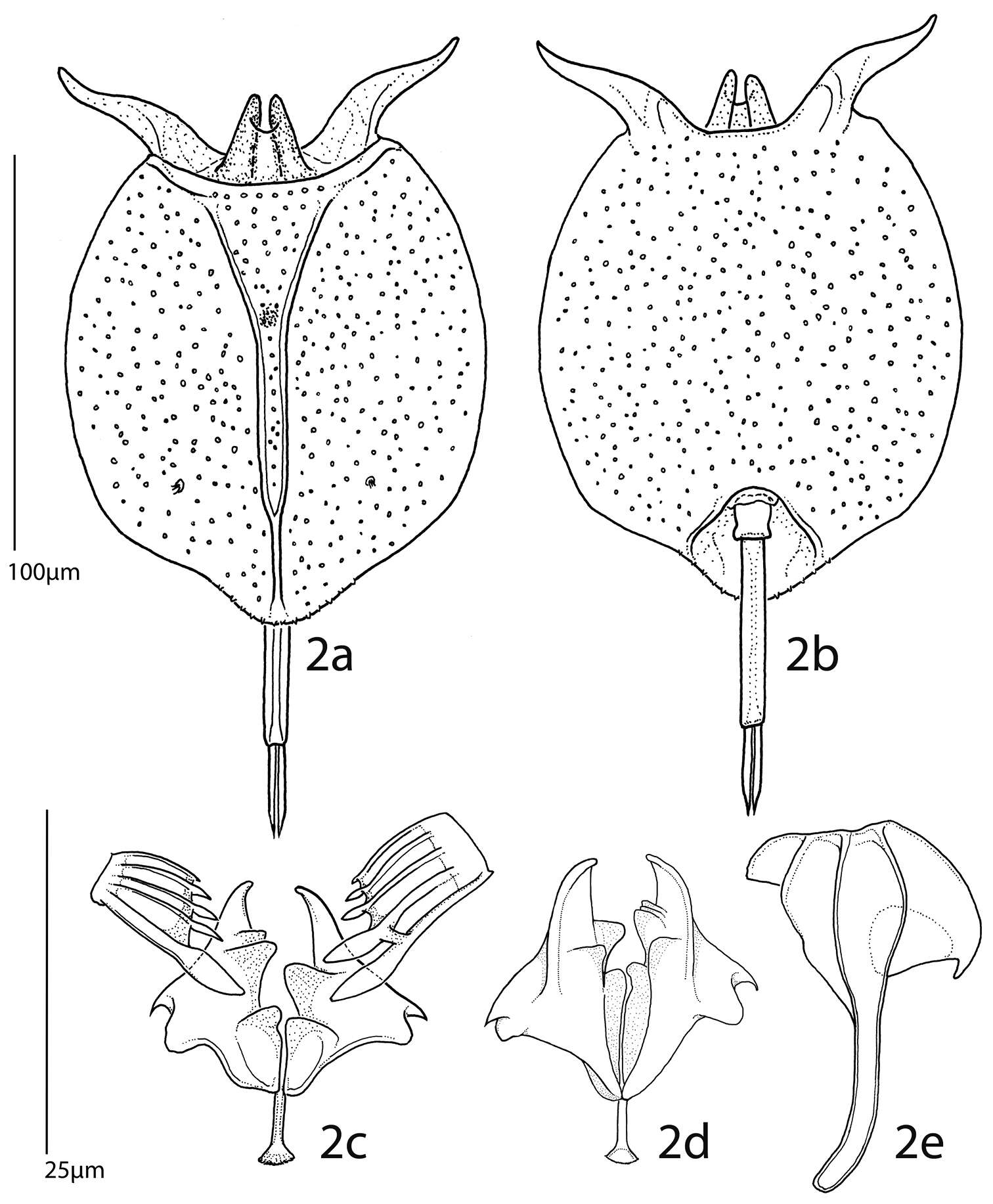 Image of Eurotatoria