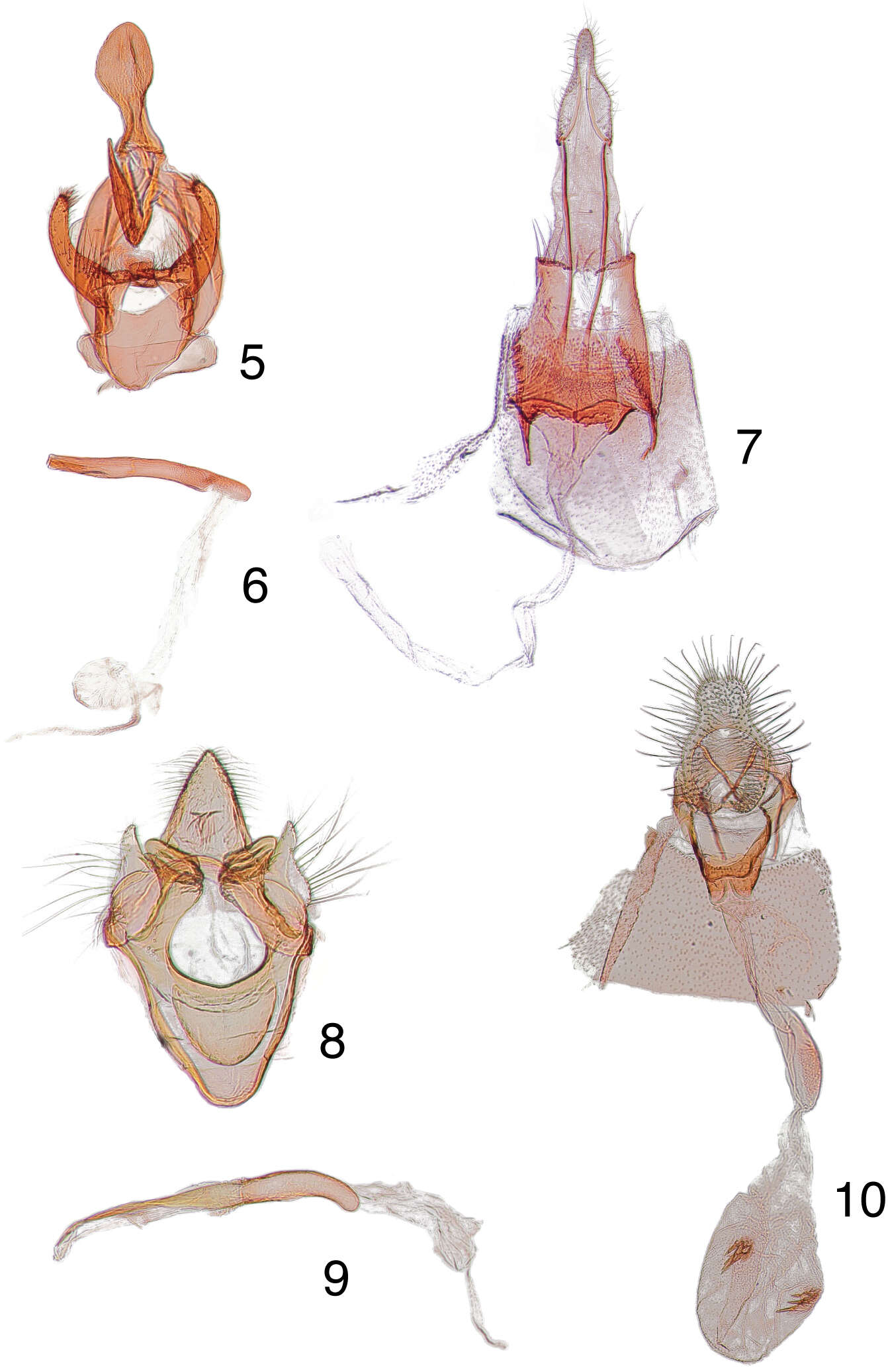 Image of Chrysauginae