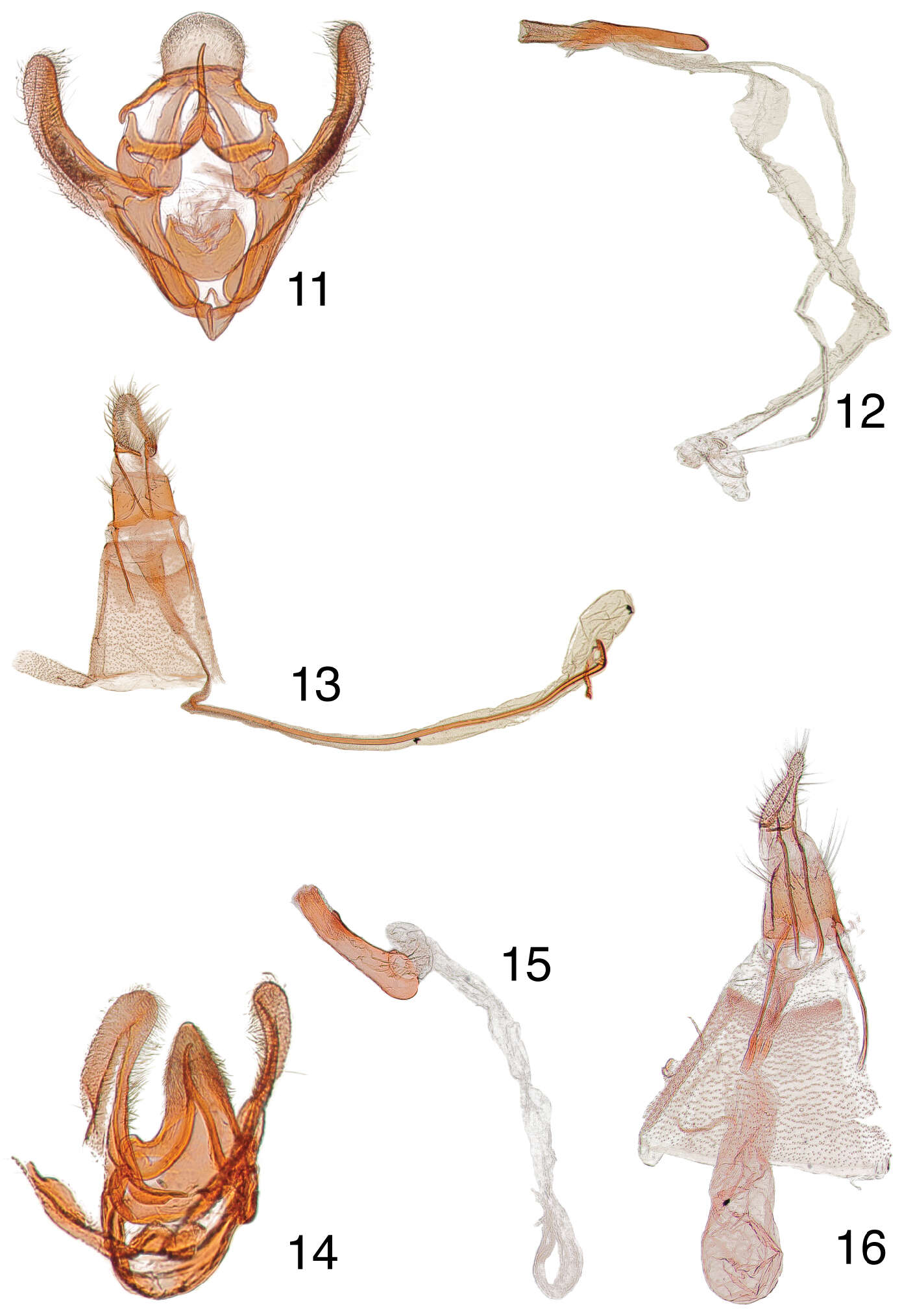 Image of Penthesilea sacculalis Ragonot 1890