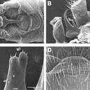 Image of Zealeuctra warreni Ricker & Ross 1969