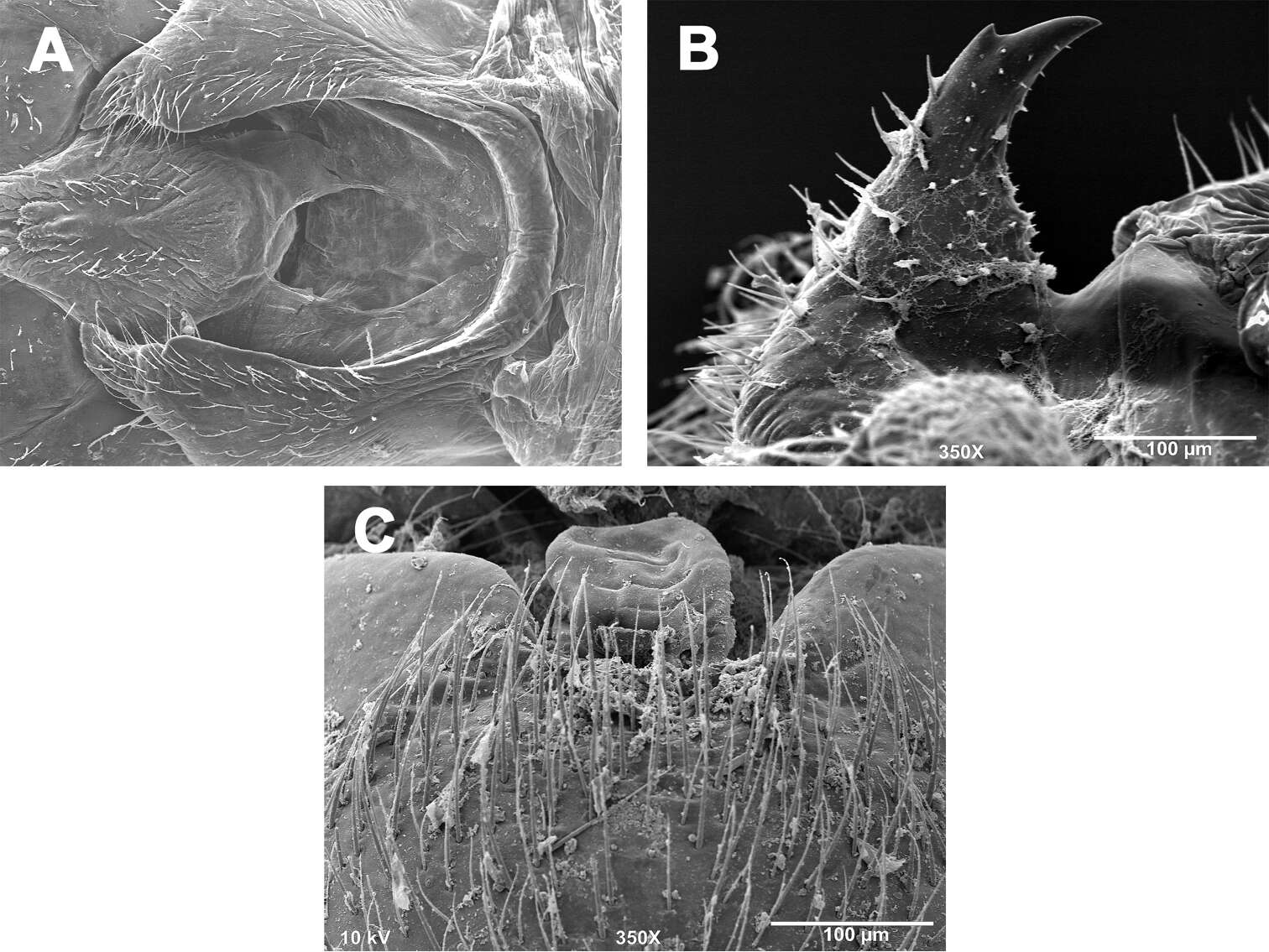 Image of Zealeuctra fraxina Ricker & Ross 1969