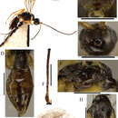 صورة Ontsira abbreviata Belokobylskij, Tang & Chen 2013