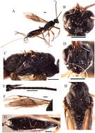 Image of Ontsira robusta Belokobylskij, Tang & Chen 2013