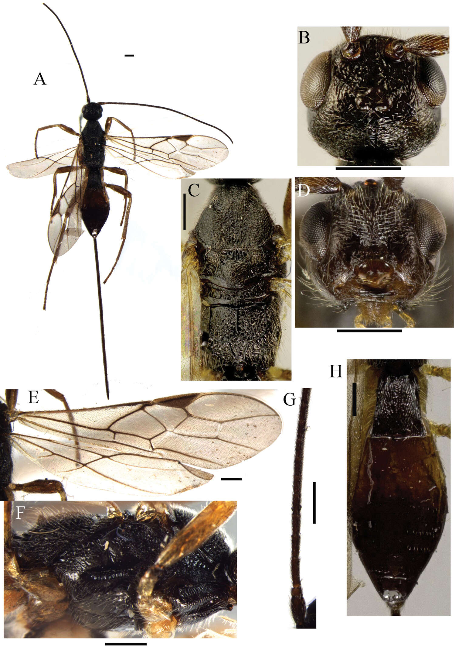 Image of Ontsira rugivertex Belokobylskij, Tang & Chen 2013