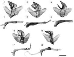 Image of Parasa viridiflamma Wu & Chang 2013