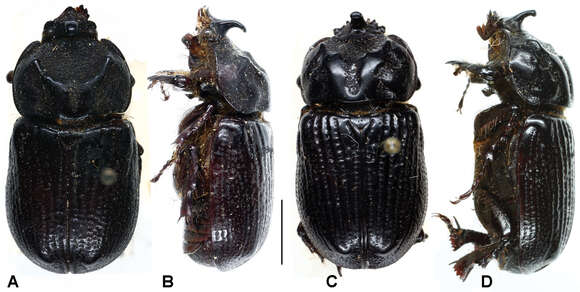 Слика од Oryctophileurus