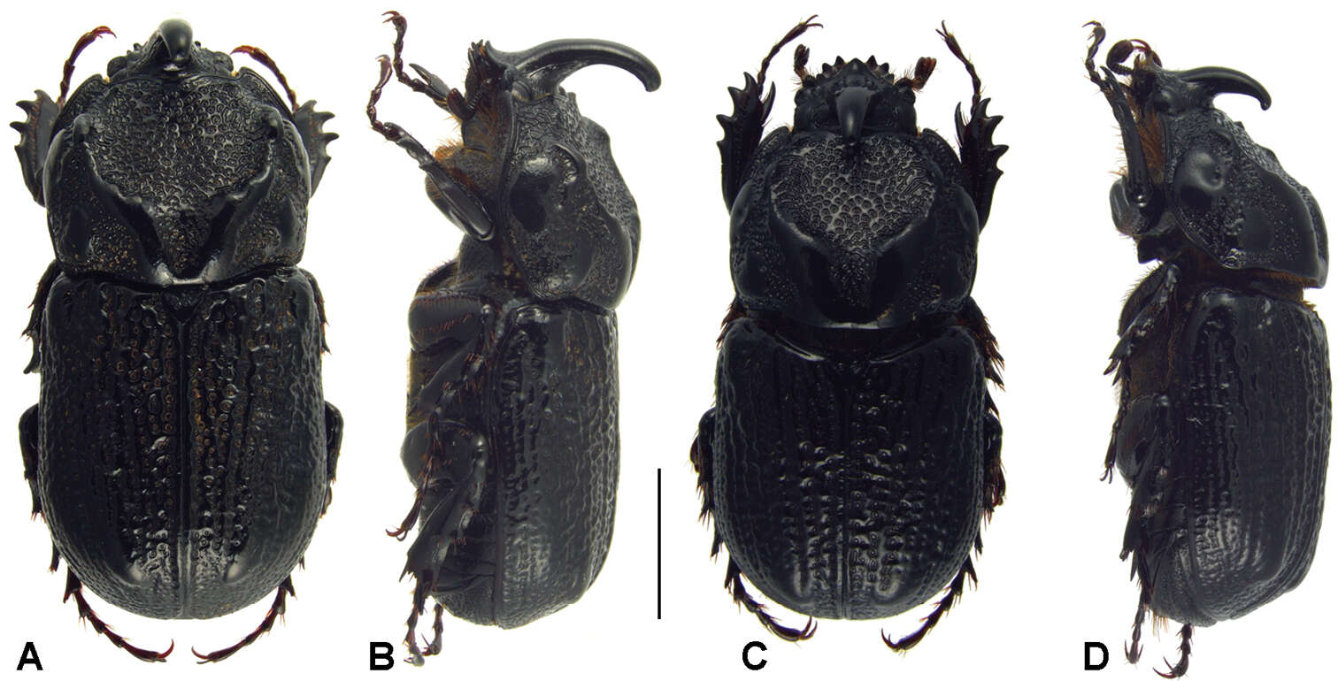 Слика од Oryctophileurus