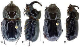 Image de Oryctophileurus