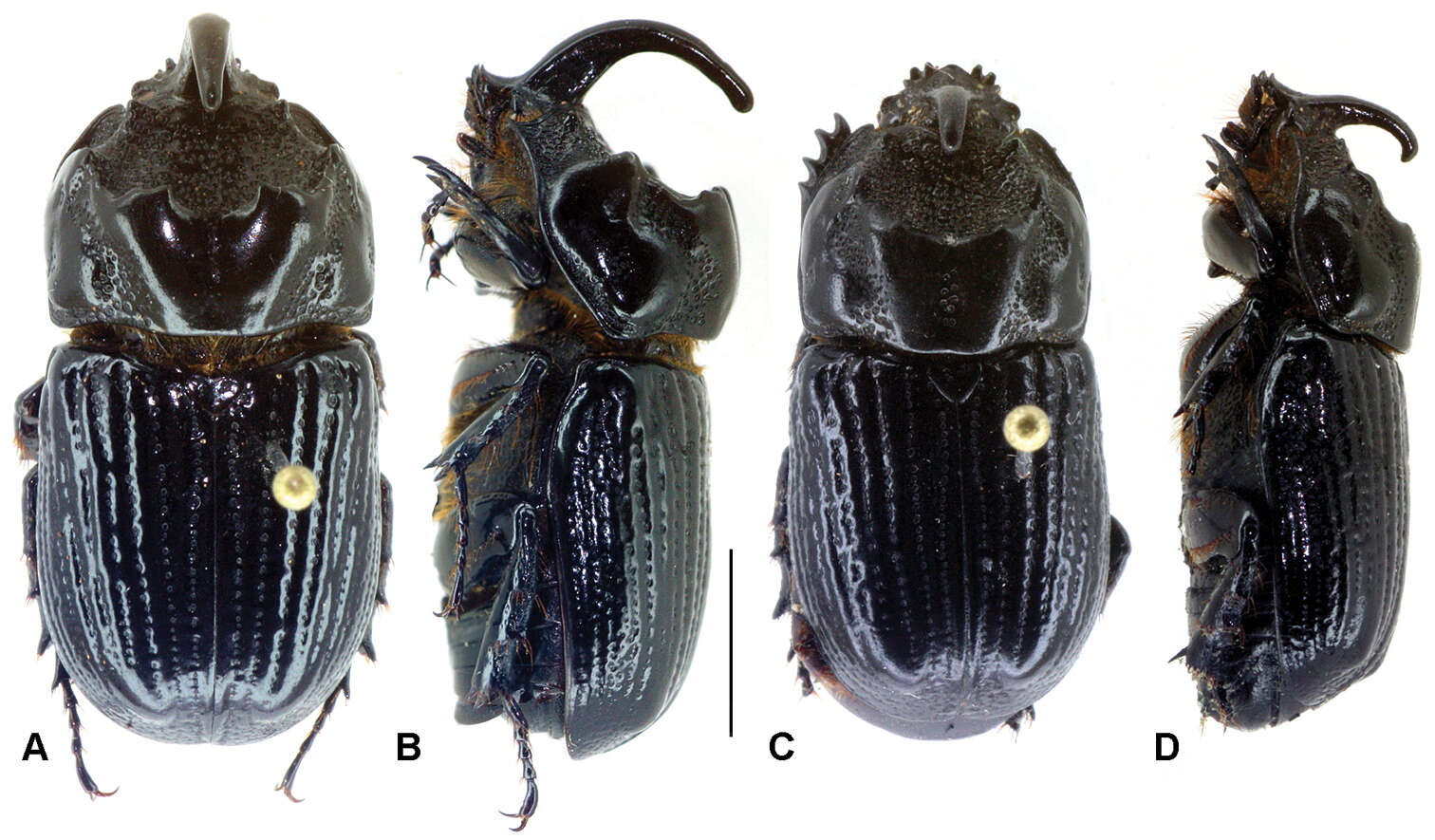 Слика од Oryctophileurus