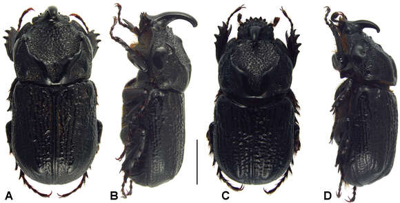 Sivun Oryctophileurus varicosus Prell 1934 kuva