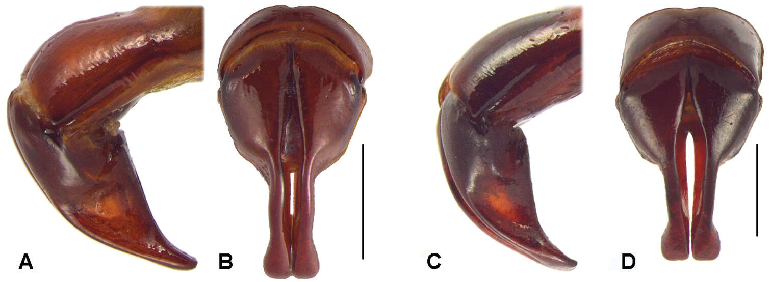 Слика од Oryctophileurus varicosus Prell 1934