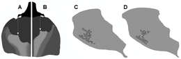 Слика од Oryctophileurus guerrai Perger & Grossi 2013